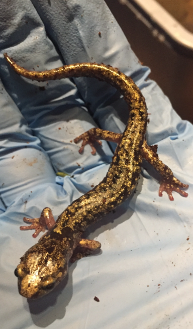 A wandering salamander in a hand
