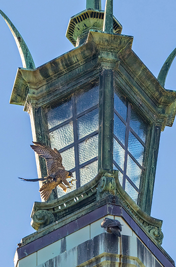 Juvenile falcon landing on a green lantern