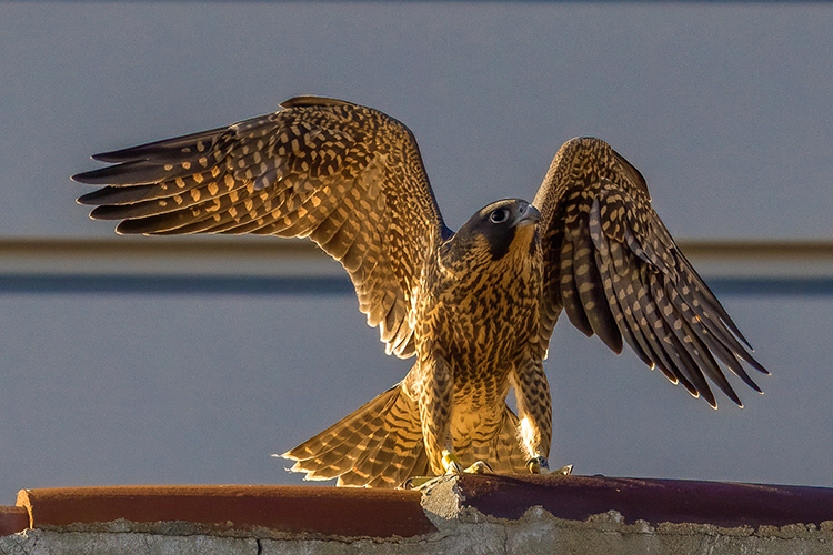 Juvenile peregrine falcon with wings spread wide