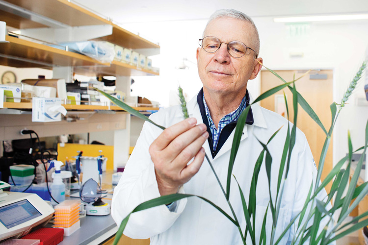 man in white lab coat inspecting rice plant