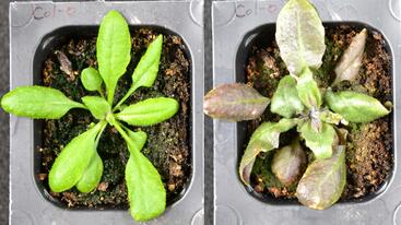 Side-by-side images of the same plant, one green, the other with a lighter color after exposure to high light stress