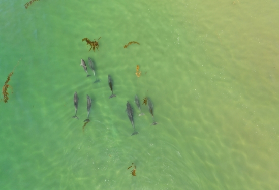 Dolphins gathered together captured by a drone
