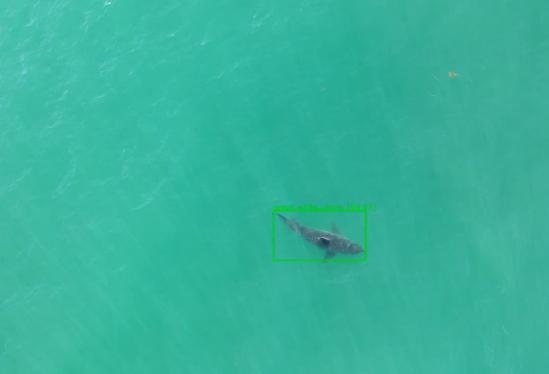 Great white shark captured from above by a drone