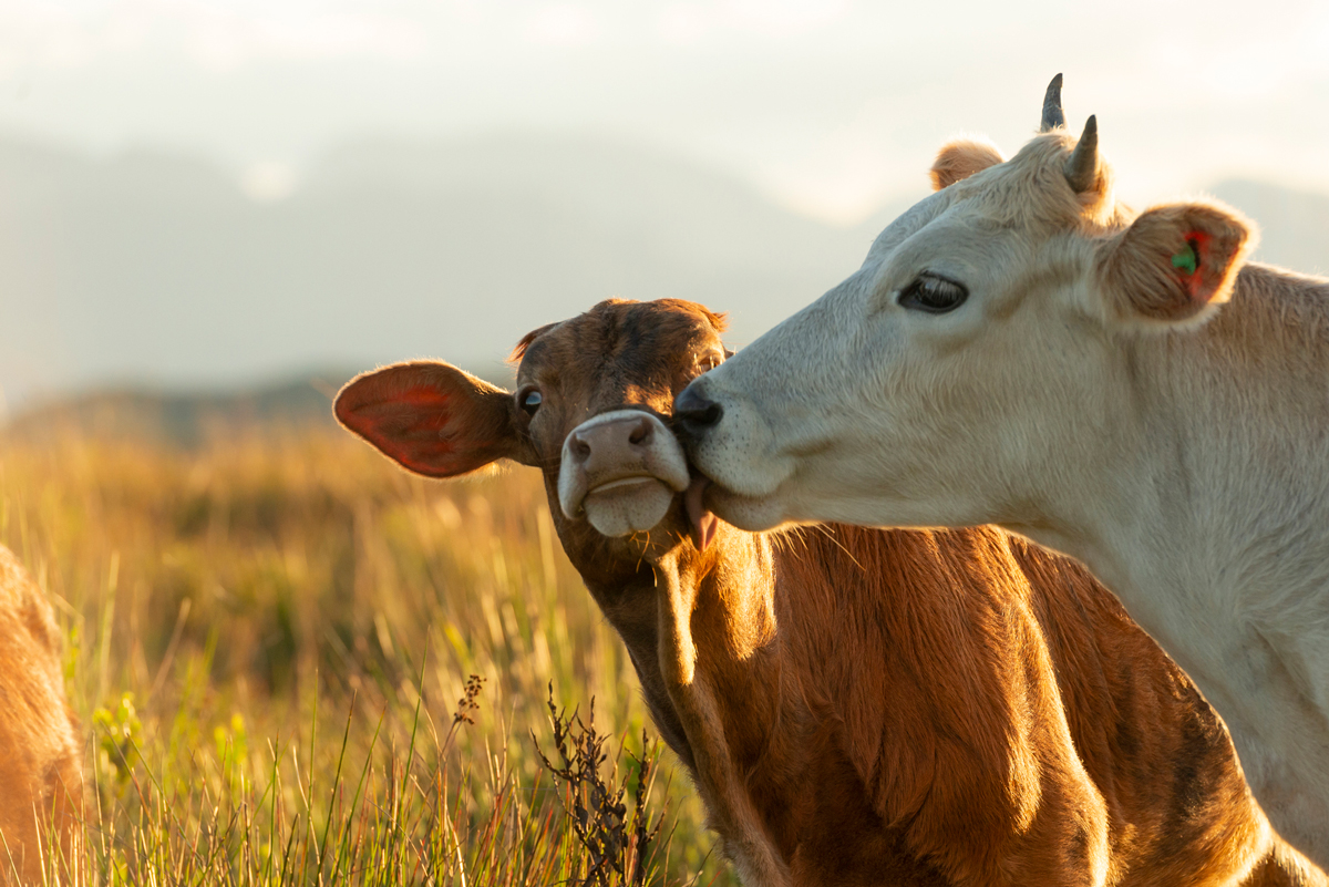 A white cow nuzzles its brown calf in a field at sunset
