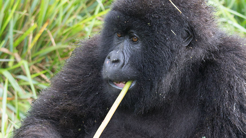 A gorilla chewing on a stick of wild celery