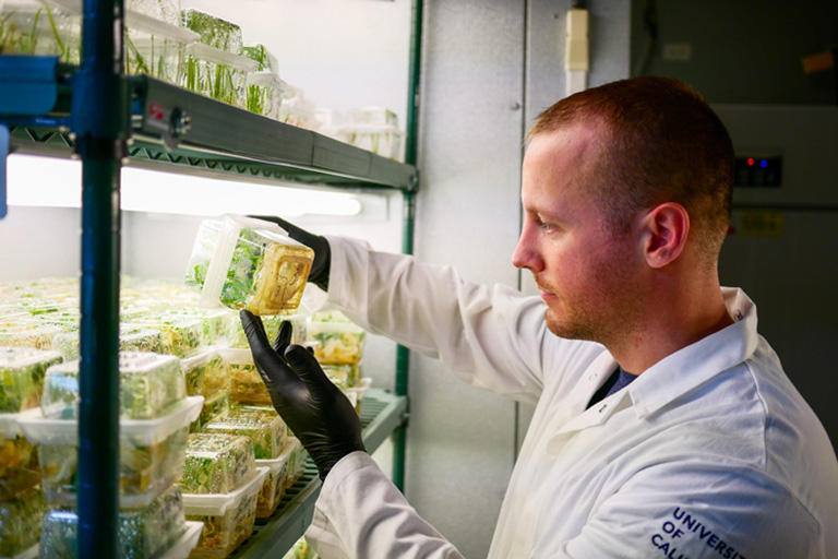 Jesse Jones holds up a CRISPR-edited plant sample in the lab