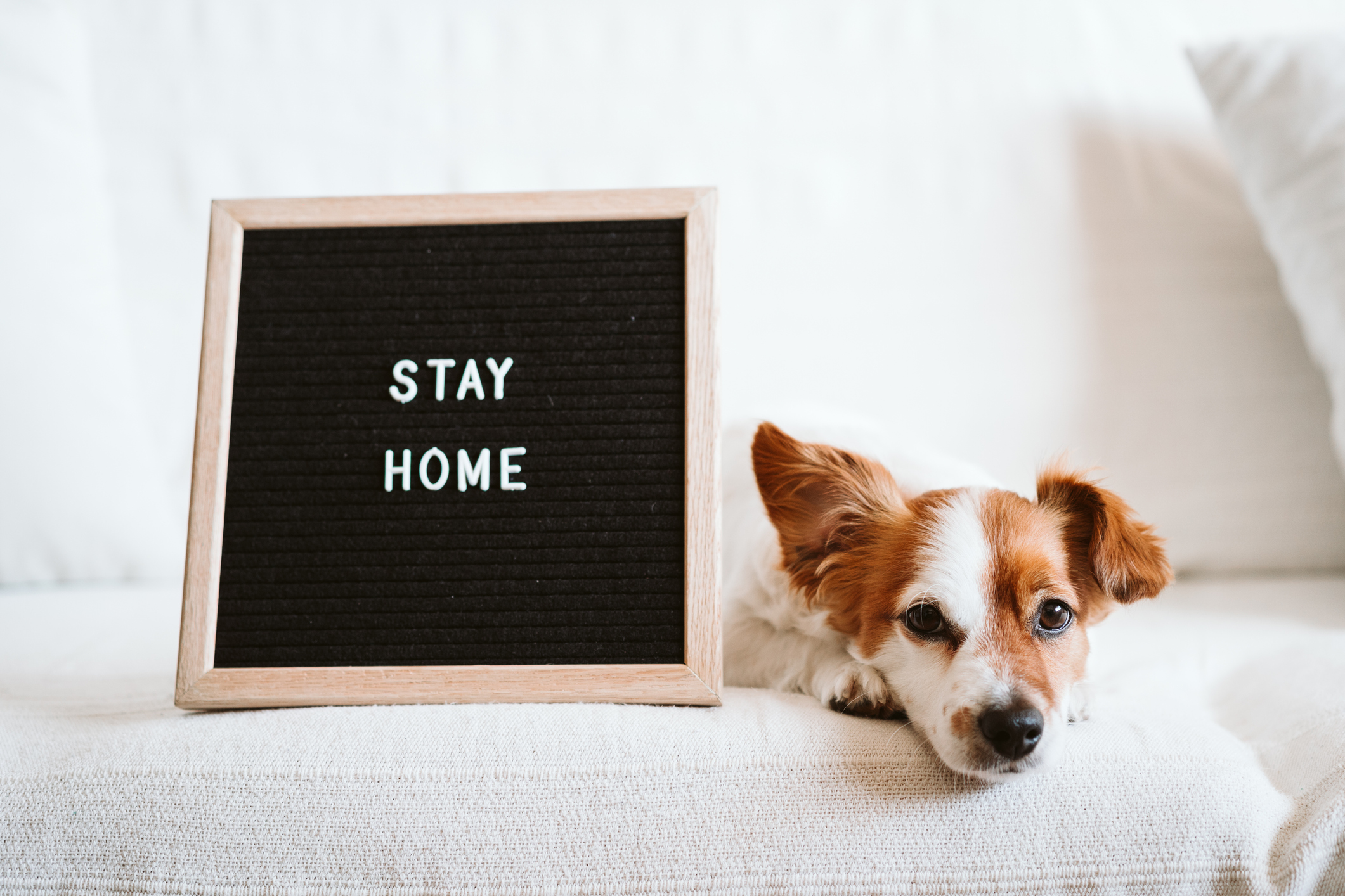 Small dog with long hair on ears on a couch next to a Stay Home sign