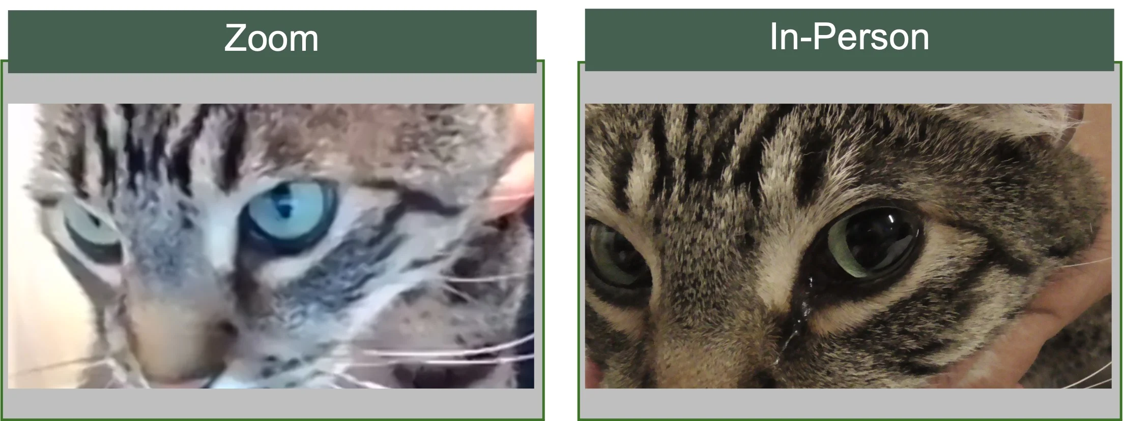 Side by side close-up photos of the eyes of a cat being medically evaluated over Zoom compared with in-person.