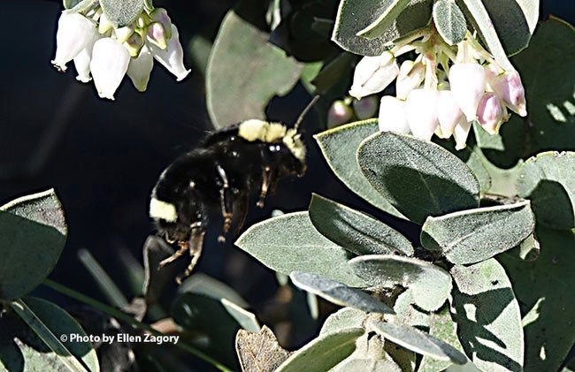 Bumblebee (photo Ellen Zagory)
