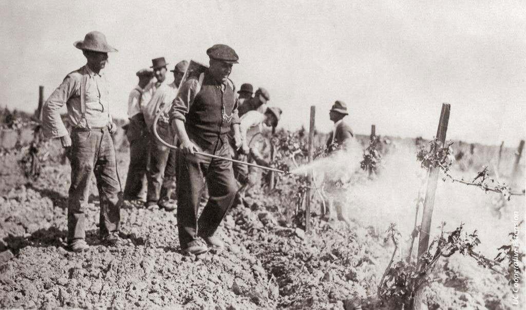 Workers spraying vineyards in a black and white photo