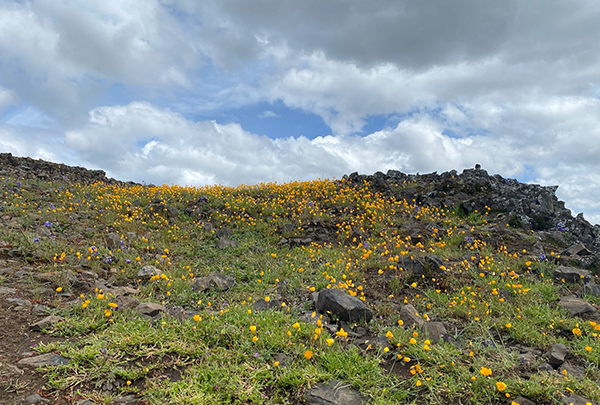 Wildflowers blooming on a hillside on a cloudy day