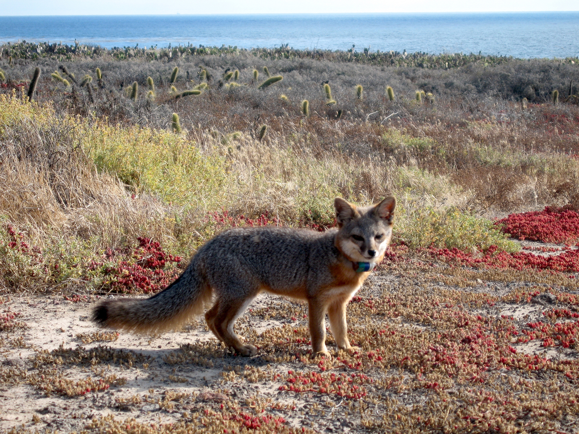 San Clemente Island fox on the island, water in distance photo by Jessica Sanchez