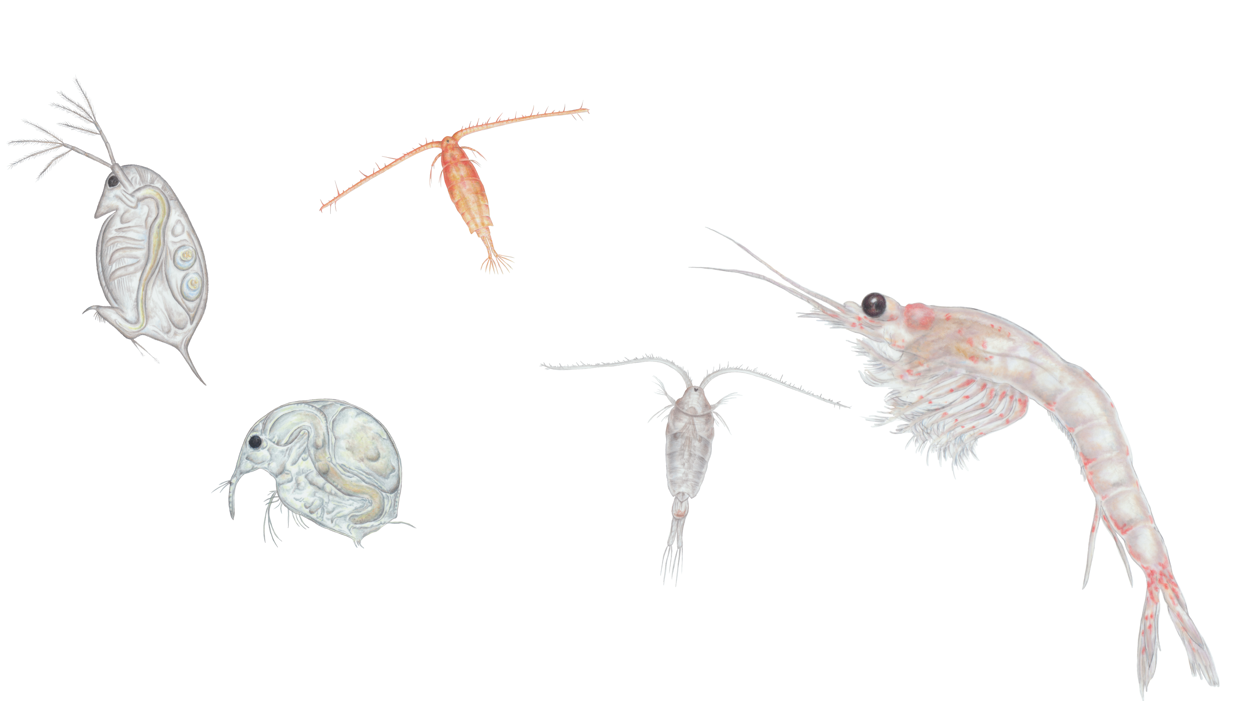 Several types of zooplankton, which sort of look like little shrimp