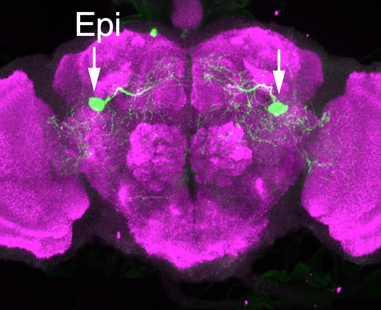 Epi neurons in a fly's brain, highlighted by fluorescence