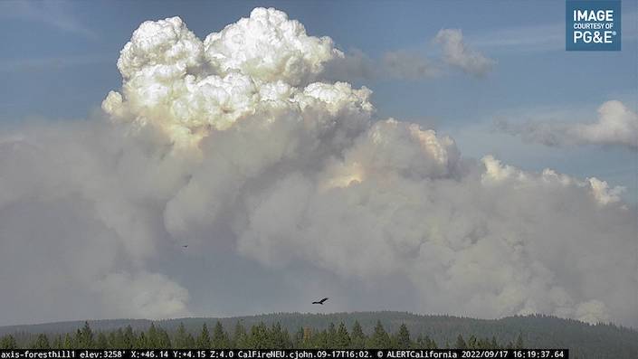 A vulture flies in front of giant clouds from the Mosquito Fire