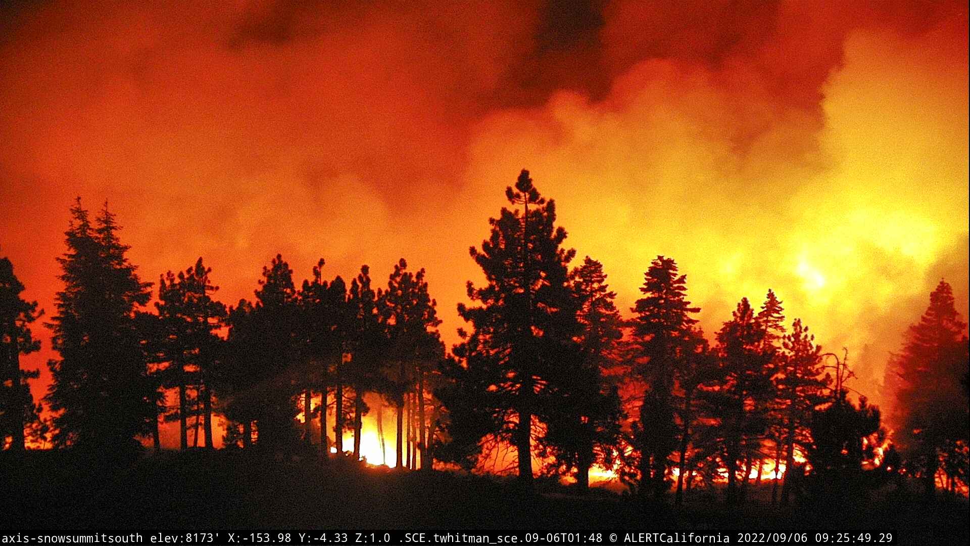 A row of trees with a raging fire behind