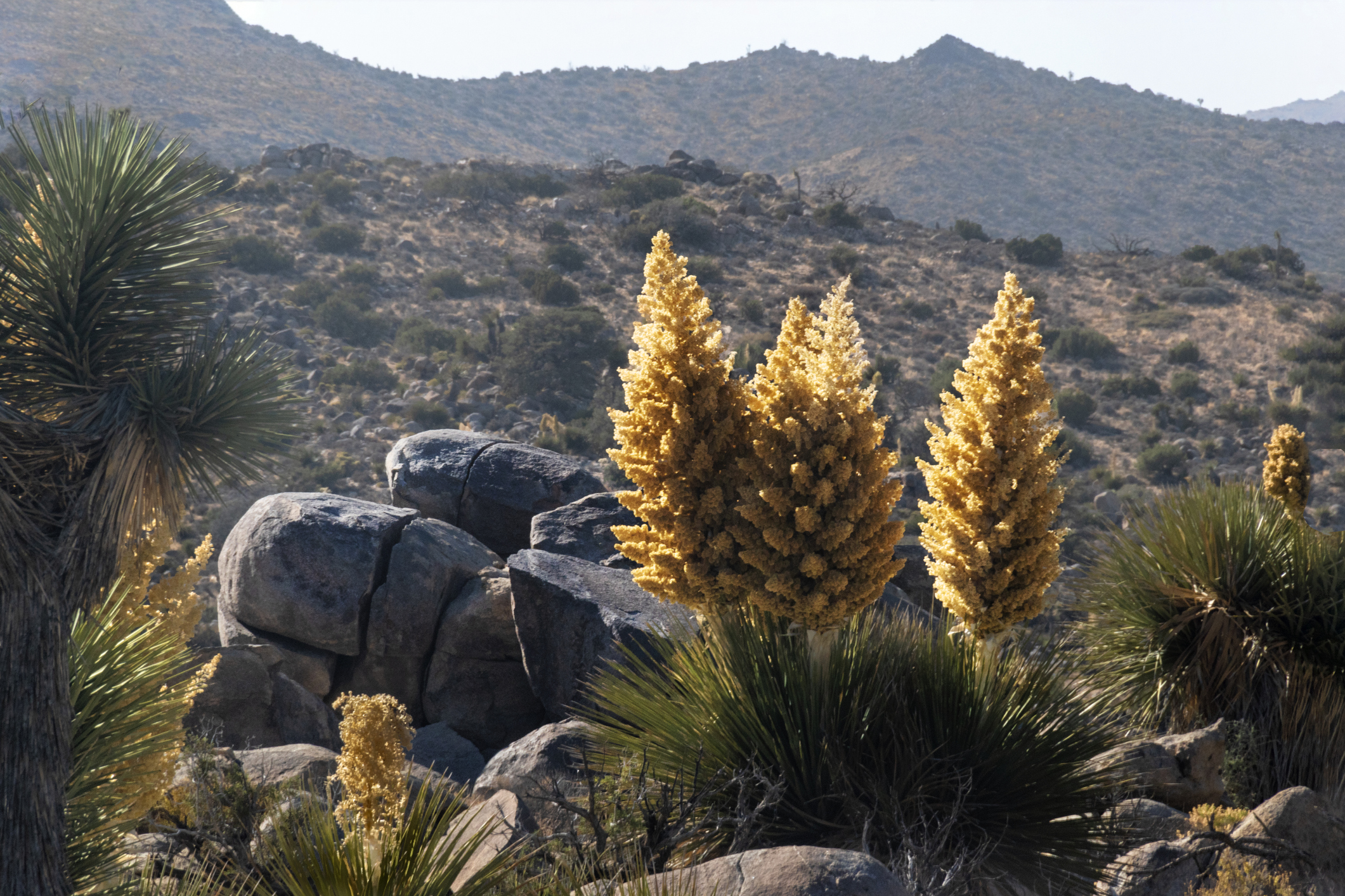 Yucca flowers in Joshua Tree National Park