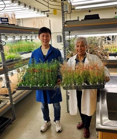 A young man wearing a blue lab coat and a woman wearing a white lab coat hold trays of plants sprouts in a lab lit by bright grow lamps with shelves full of more plants in the background.