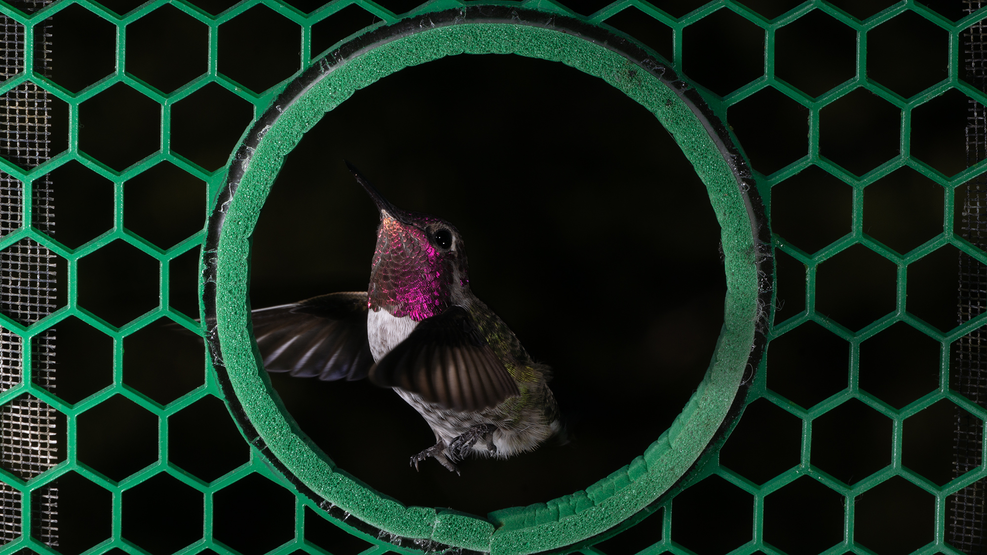 Hummingbird flies through green aperture