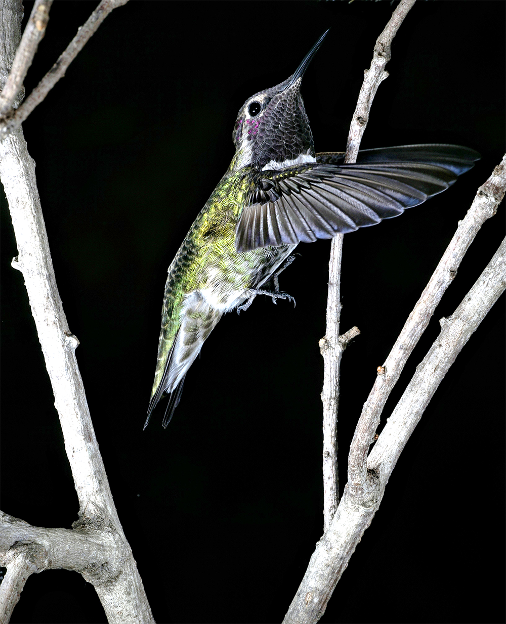 An Anna's hummingbird slips sideways between twigs, an unexpected maneuver that appears unique to hummingbirds.