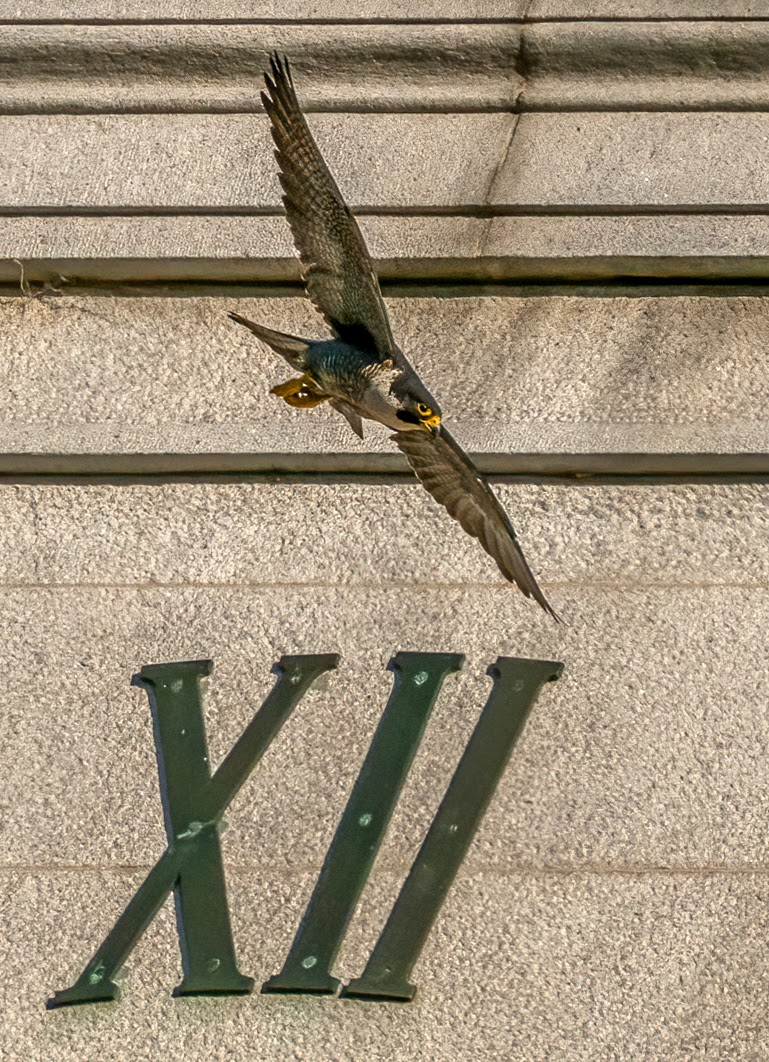Peregrine falcon, Grinnell, flies above the Roman numeral XII on the Campanile