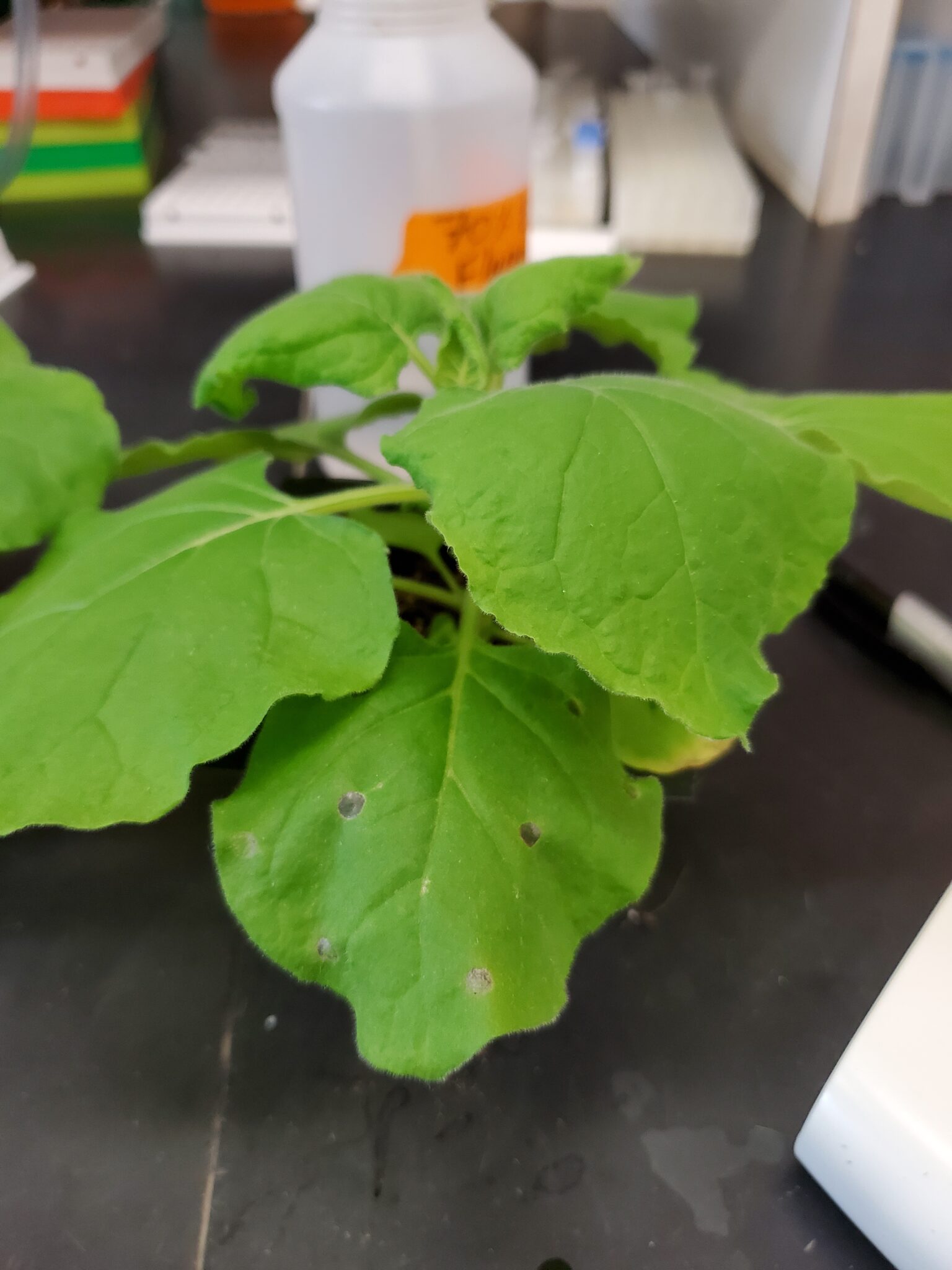 A plant in a lab