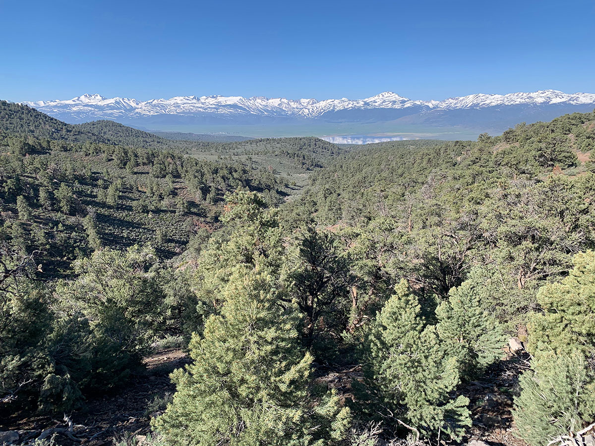 A view of a pinyon pine forest with snow-capped mountains in the distance