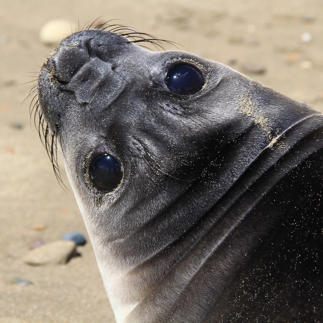 Healthy young elephant seal with its head raised stares back at camera in close-up