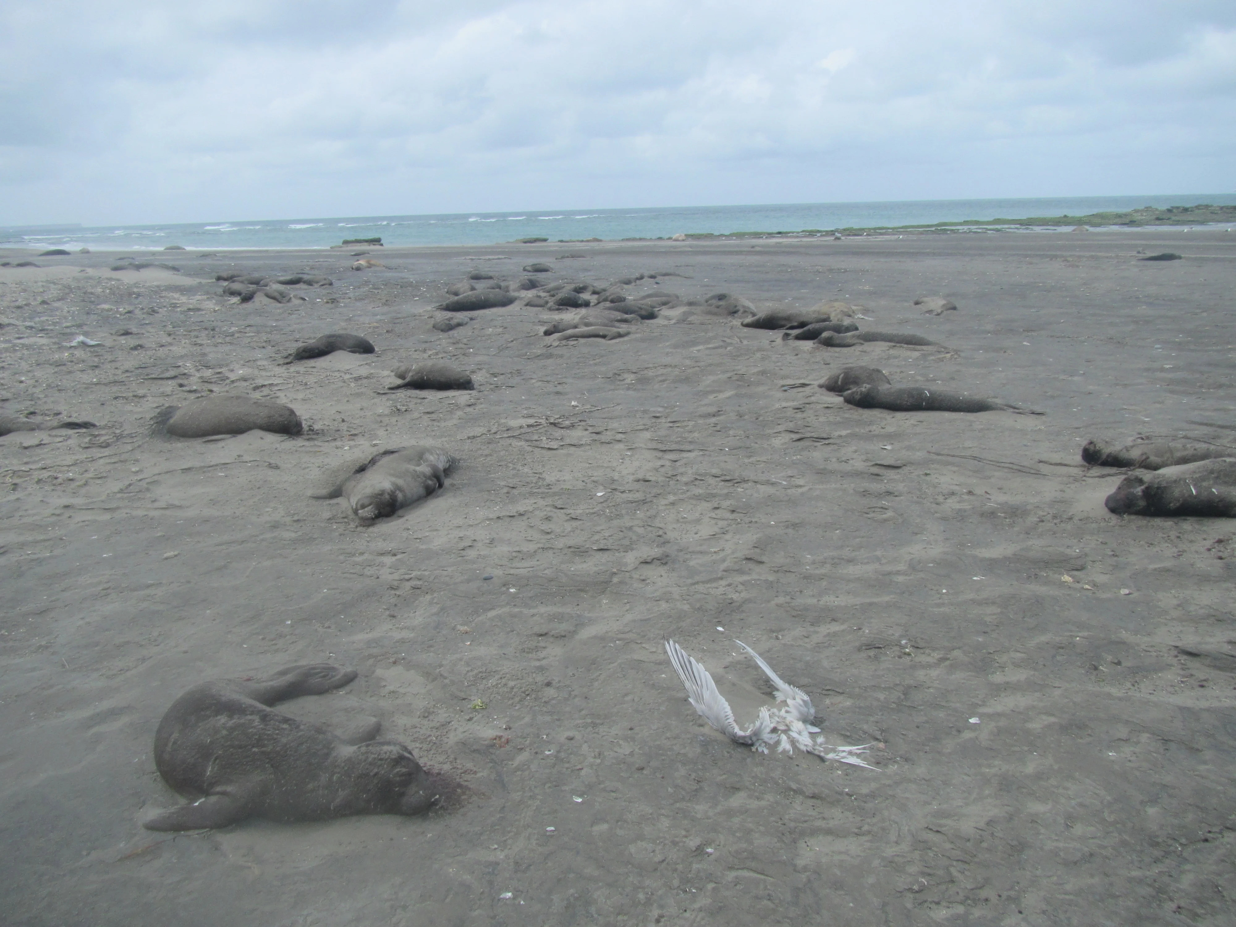A number of dead young elephant seals, eyes closed, on a beach