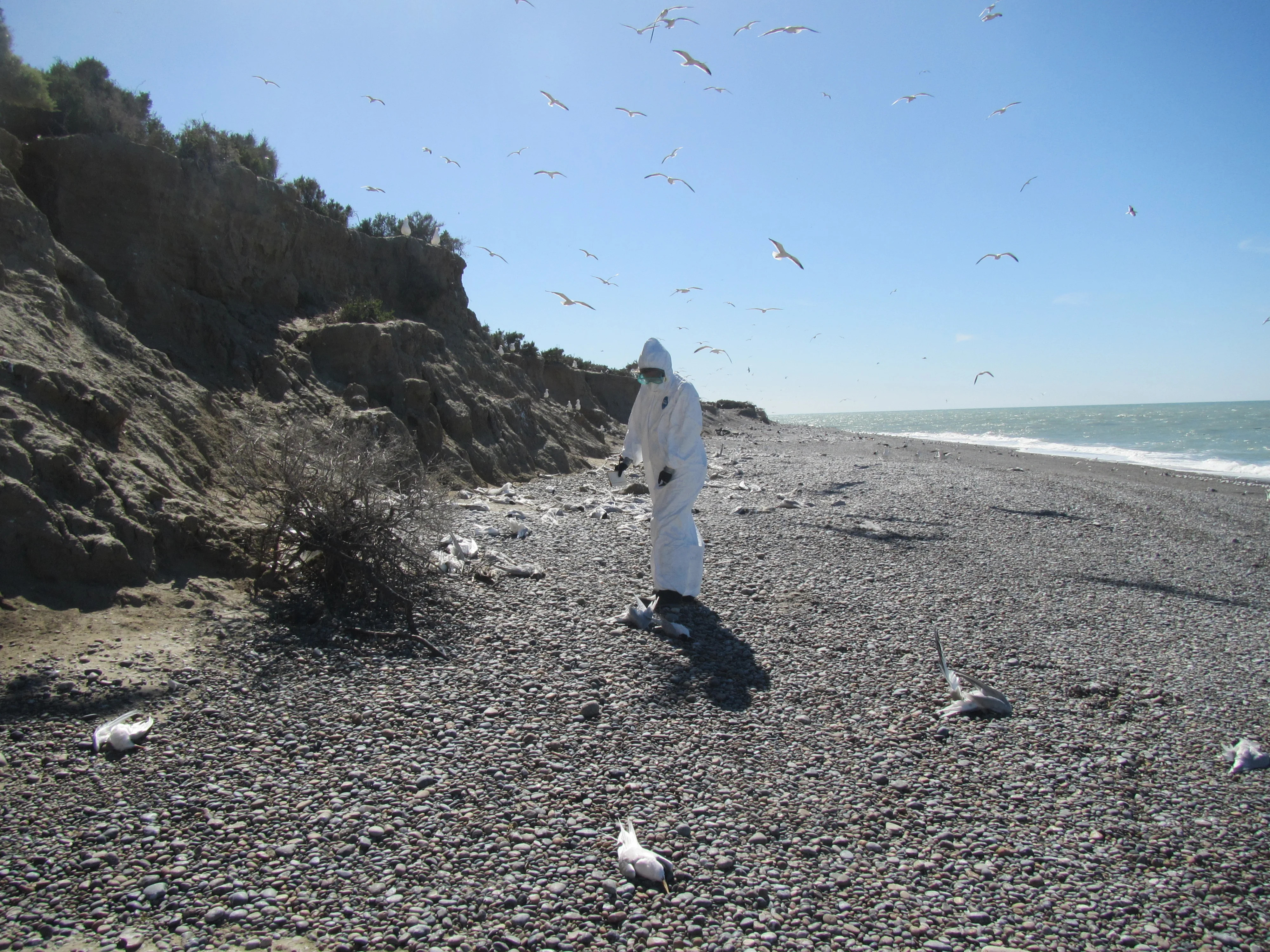 A scientist in a hazmat suit counts dead terns on a beach with brush and the foot of a small cliff in the background