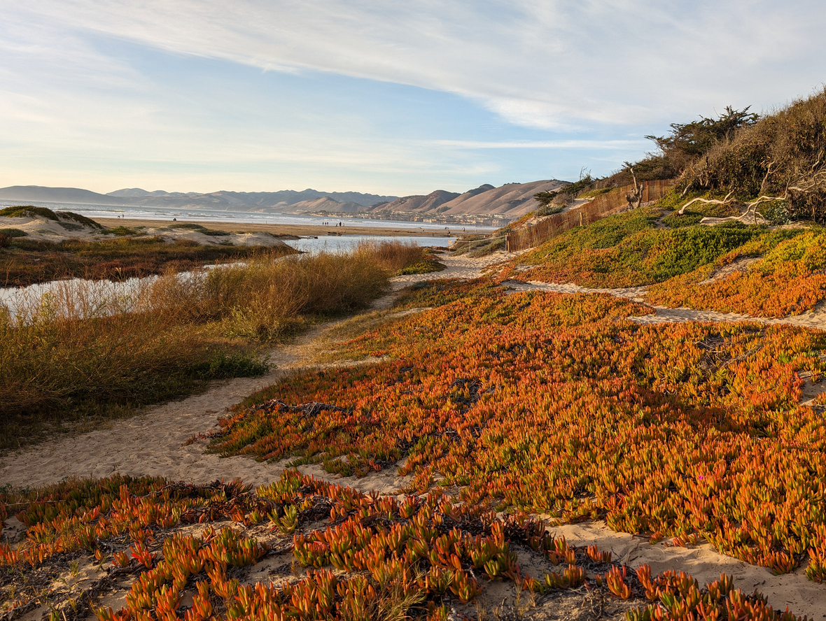 Ice plant covers dunes at a Pismo Beach