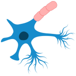 Illustration of a neuron, dark blue circle at the center, a blue multi-pronged shape, and three pink fasteners at the end of one blue prong