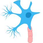 An illustration of a neuron