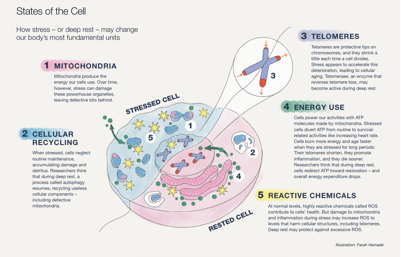 Diagram showing the effect of rest on a cell