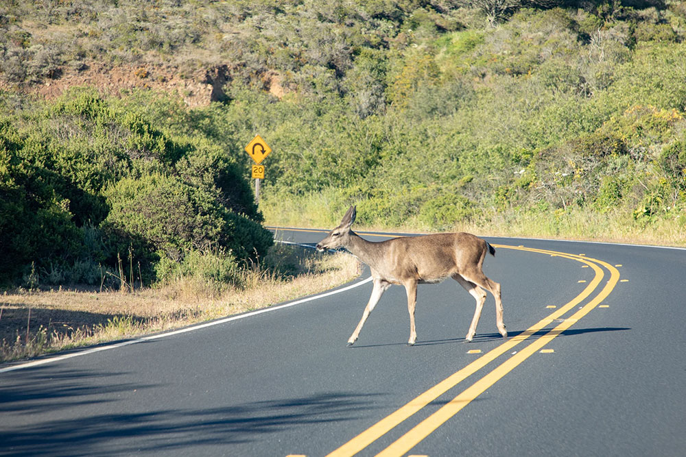 Deer crosses highway