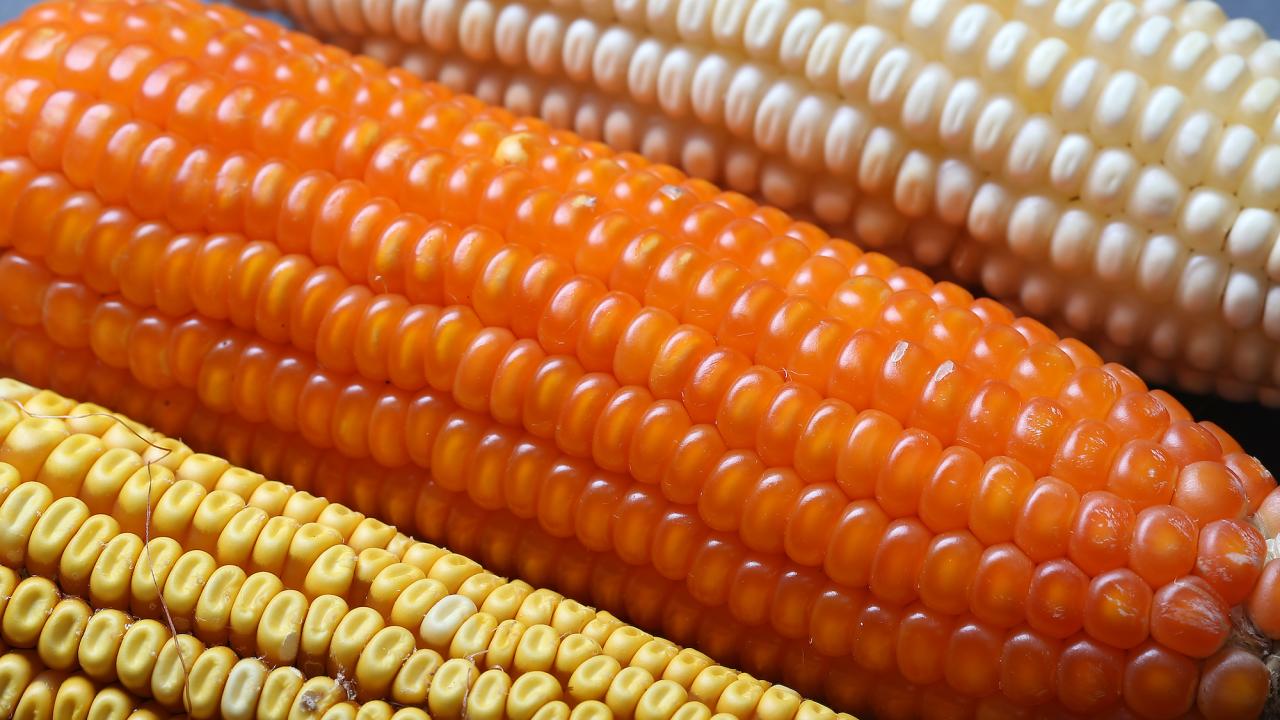 3 ears of corn: one has pale kernals, one bright orange and one yellow