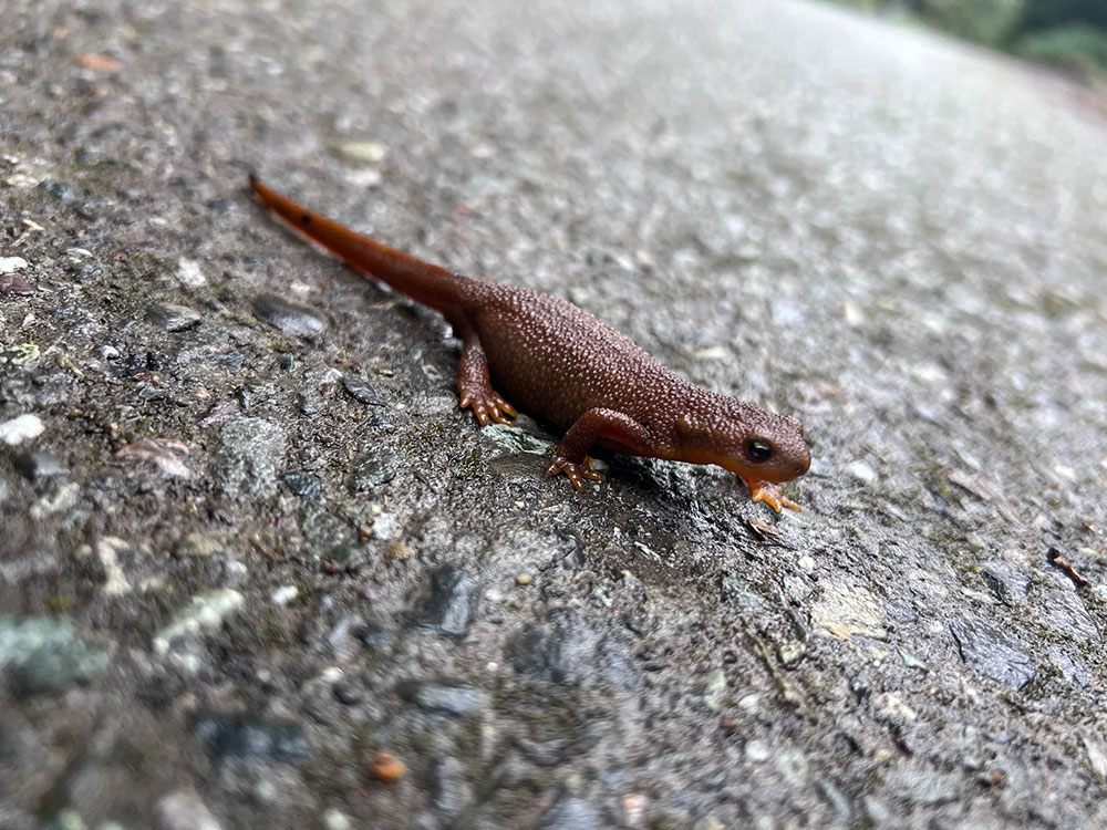 Newt on asphalt