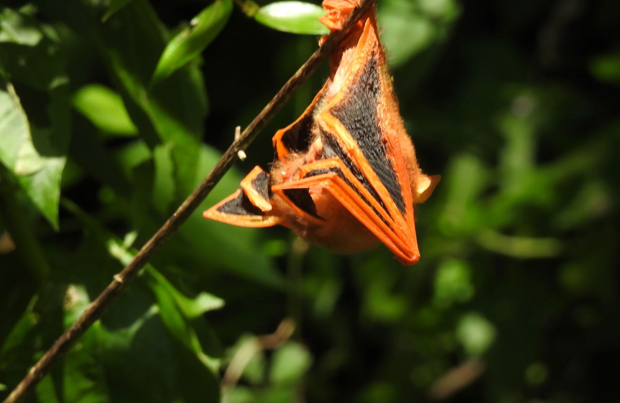 Orange bat hangs upside down from a stick