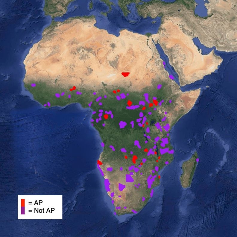 Map of Africa with various areas shaded purple (for Not AP) and red (for AP)