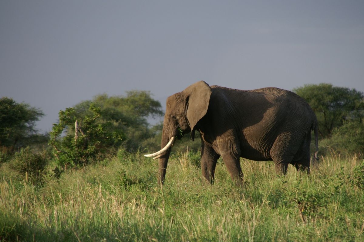 African elephant in profile on a green savanna