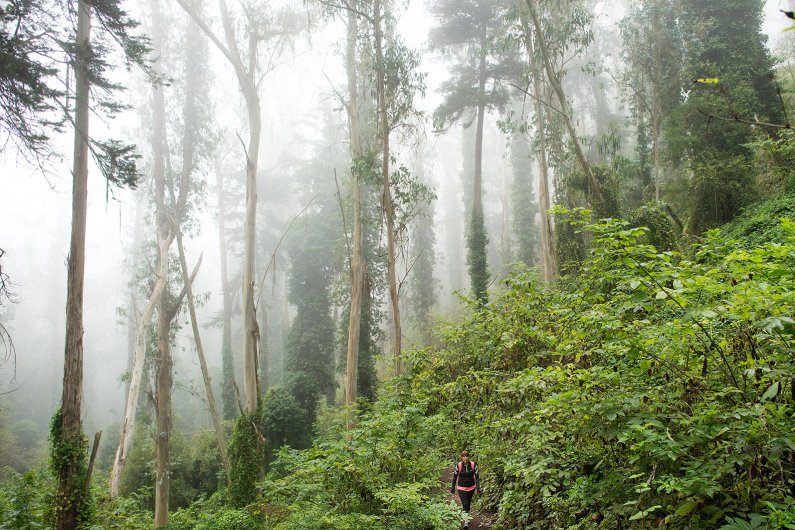 A person walking along a path in a foggy forest