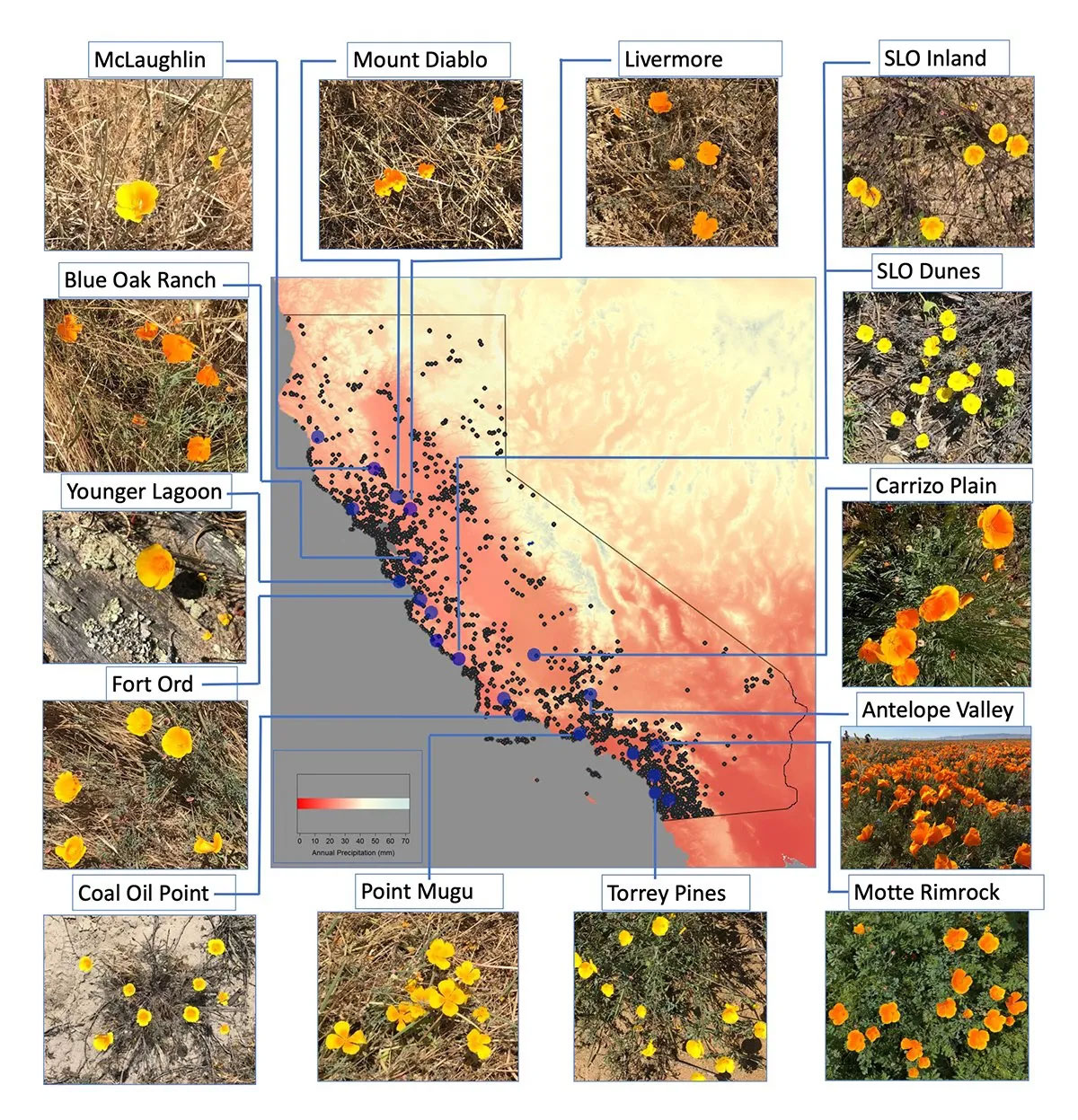 Grid of photos showing different morphologies and colors of California poppies surrounding a map of California, pointing to where each kind of poppy can be found