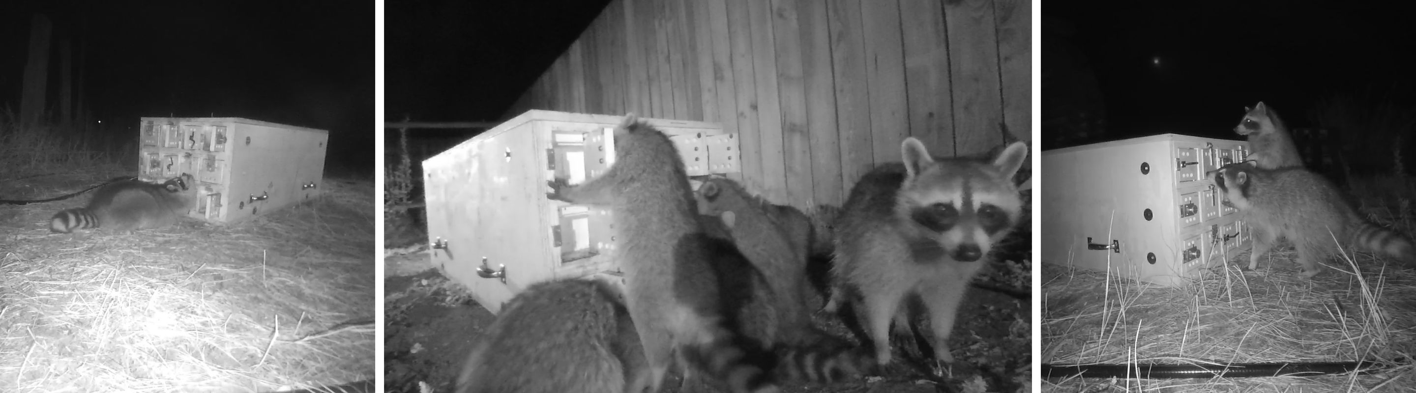 Three photos in a banner of raccoons engaging with a puzzle box at night