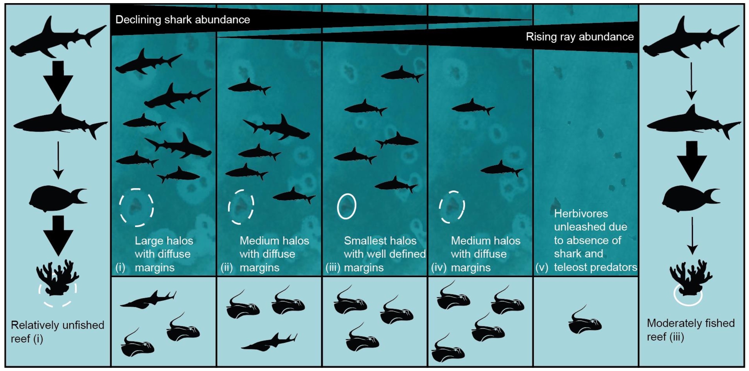 A graph showing many rays and sharks on the left, and then decreasingly few sharks in the following five sections, to illustrate how sharks are important to the ecosystem. The five sections are flanked by a column on each side, showing the shark to shark to fish to reef chain.