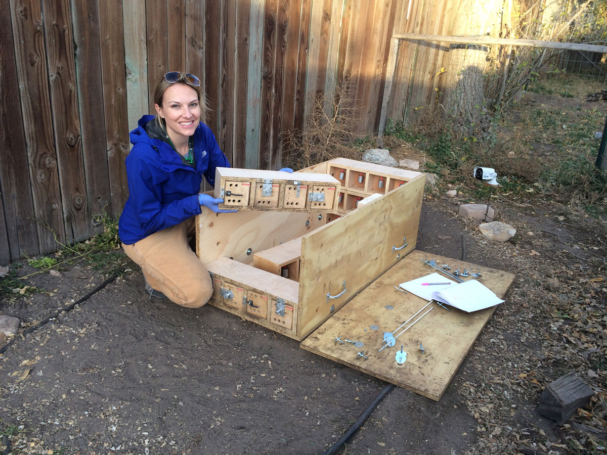 Woman in blue jacket builds a puzzle box for raccoons