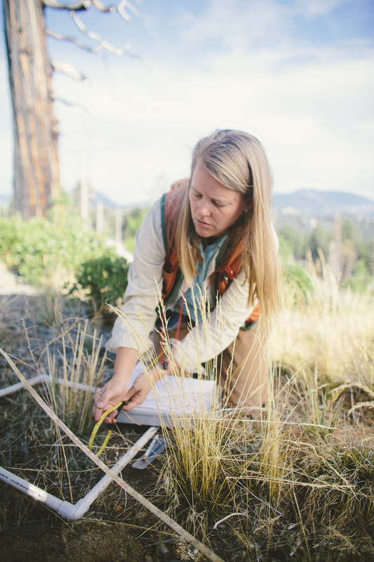 Susie Kocher studies vegetation within a small square plot in a sunny meadow with mountains in the background, with one giant tree visible at the edge of the frame