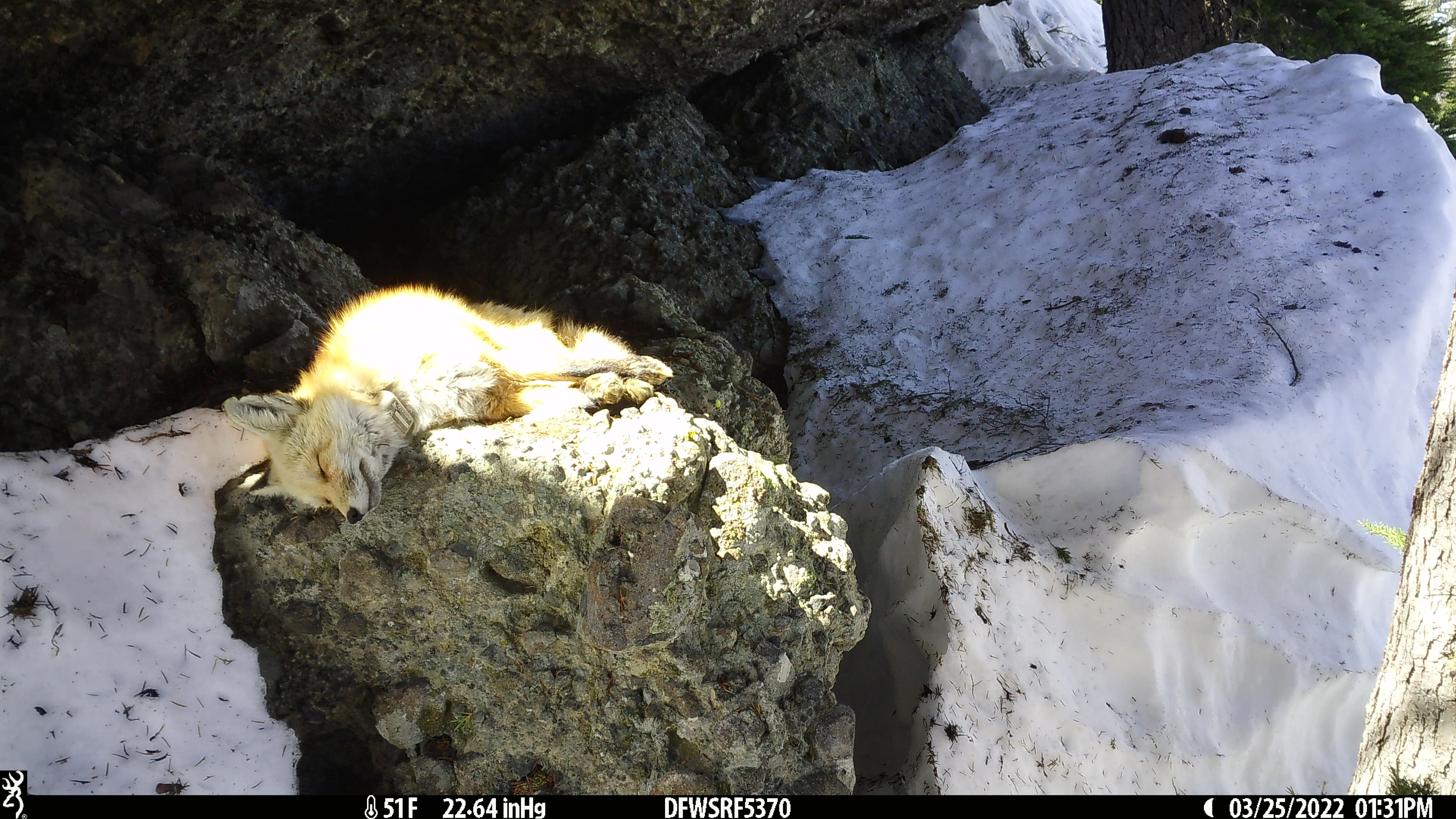 Wildlife camera still of a prone red fox sunbathing on a rock during winter, eyes closed and as if smiling