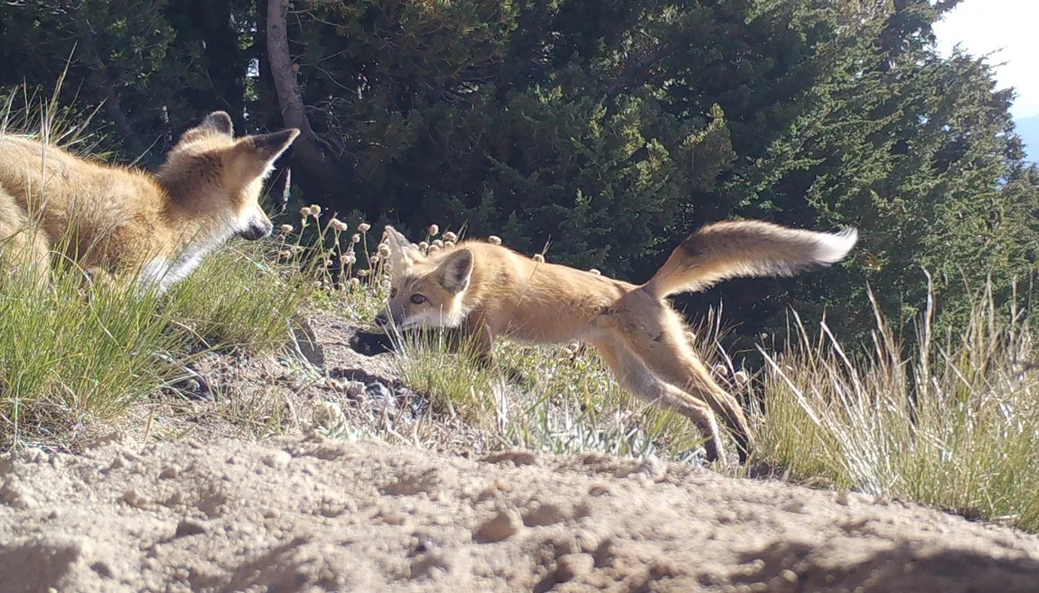 Two red fox kits playing in the grass