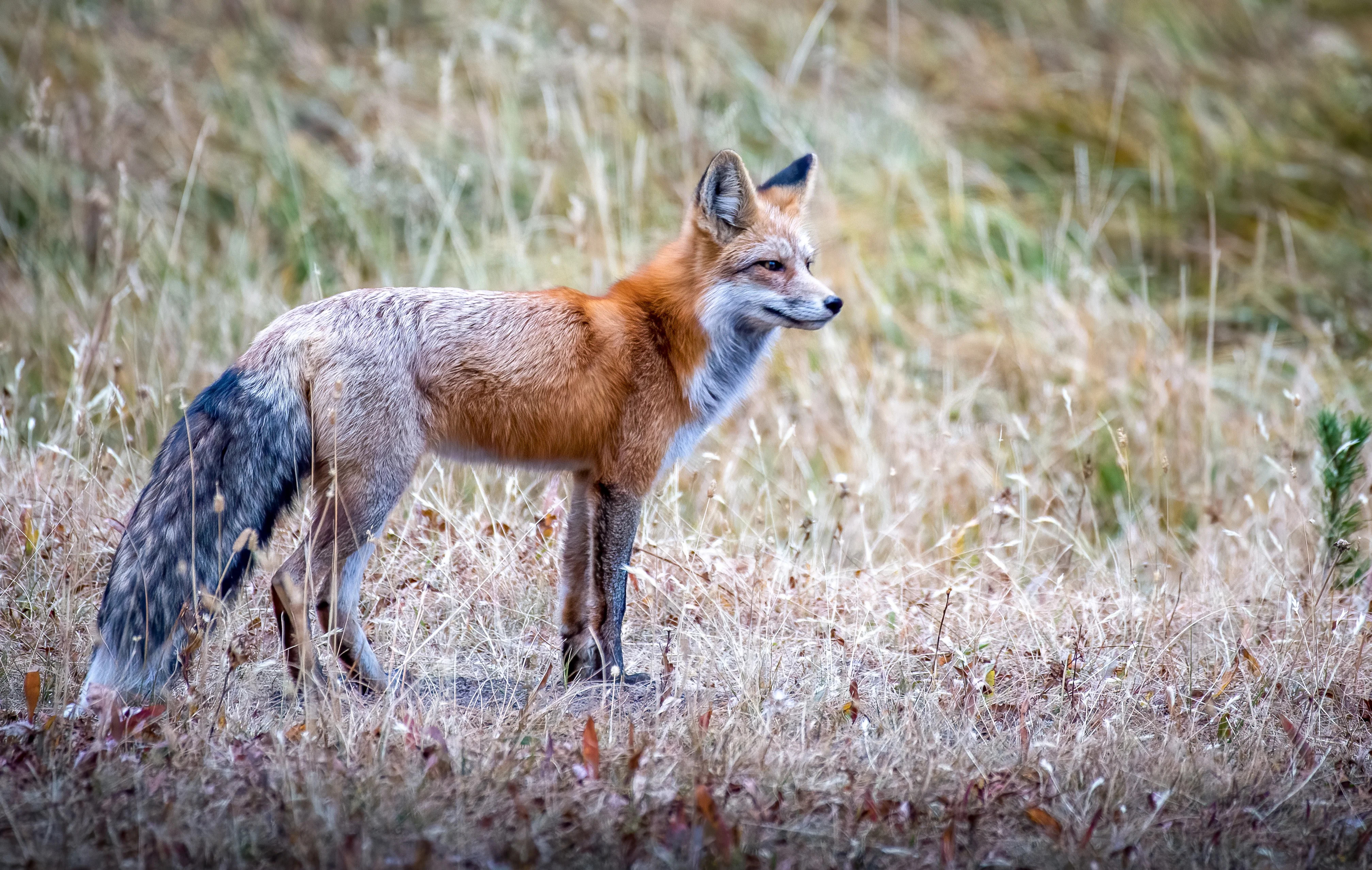 A red fox adult with a gray tail, standing and looking to the right, off camera