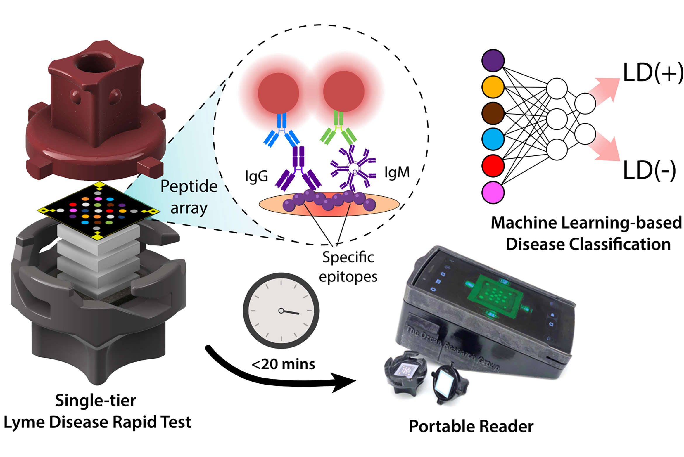 Diagram showing the test, a clock showing 20 minutes, a test reader, and the molecular basis for the test